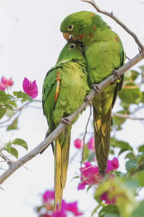 Framed Print : White-eyed parakeets preening one another Framed Print : White-eyed parakeets preening one another