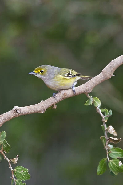 white-eyed vireo (Vireo griseus) perched in bush