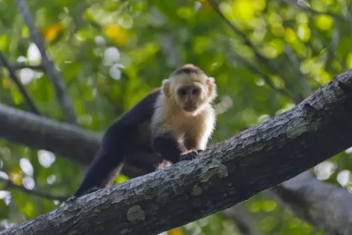 Framed Print : White-face monkey in the forest, Pico Bonito National Park, Honduras