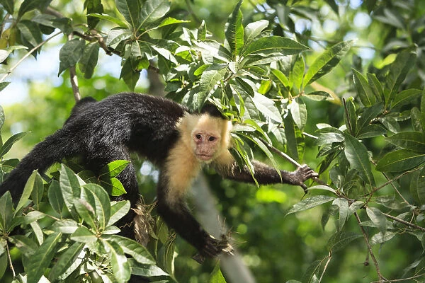 White-faced Capuchin Monkey (Cebus capucinus). Native to Central America. Roatan