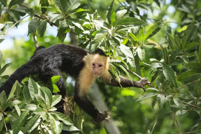 Framed Print : White-faced Capuchin Monkey (Cebus capucinus). Native to Central America. Roatan Framed Print : White-faced Capuchin Monkey (Cebus capucinus). Native to Central America. Roatan