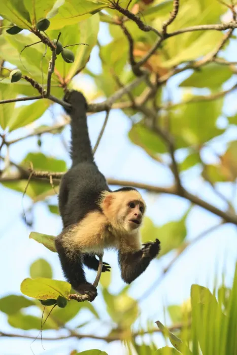 Framed Print : White-faced Capuchin Monkey (Cebus capucinus), native to Central America. Roatan Framed Print : White-faced Capuchin Monkey (Cebus capucinus), native to Central America. Roatan