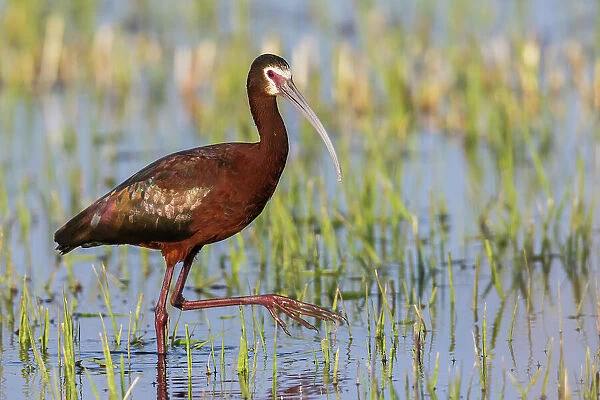 White-faced ibis foraging in Southeast Oregon wetland, USA