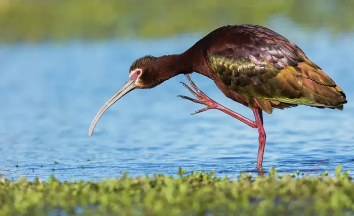 Framed Print : White-faced ibis scratching