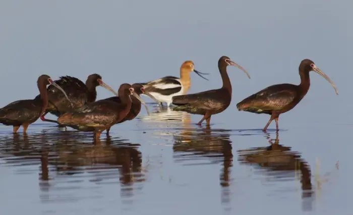 Framed Print : White-faced Ibiss wade past American Avocets Framed Print : White-faced Ibiss wade past American Avocets