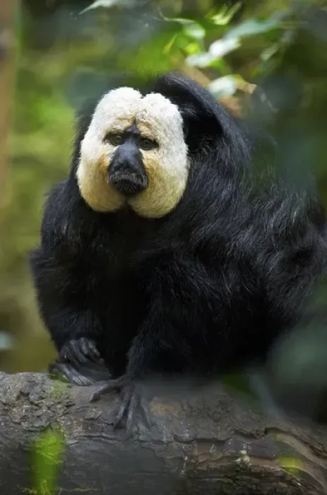 Framed Print : White-faced Saki (Pithecia pithecia), South America White-faced Saki (Pithecia pithecia) Framed Print : White-faced Saki (Pithecia pithecia), South America White-faced Saki (Pithecia pithecia)