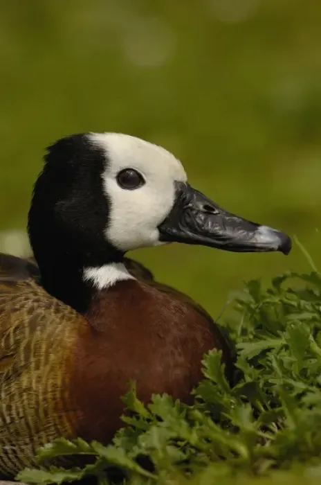 Framed Print : White-faced Whistling Duck (Dendrocygna viduata), captive in Slimbridge Wildfowl and Wetlands Trust Framed Print : White-faced Whistling Duck (Dendrocygna viduata), captive in Slimbridge Wildfowl and Wetlands Trust