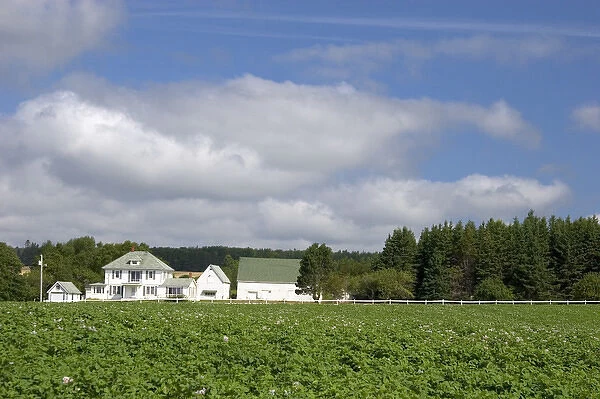 White farm house and potato field on Prince Edward Island, Canada