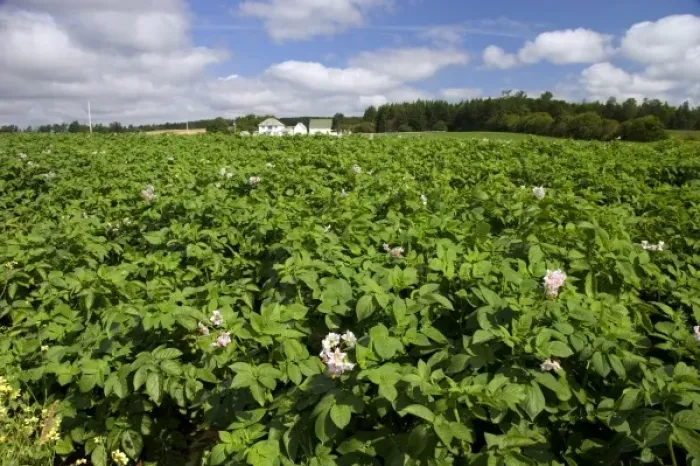 Framed Print : White farm house and potato field on Prince Edward Island, Canada