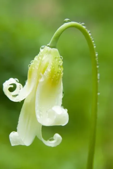 Framed Print : White Fawn Lily (Erythronium Oregonum) Framed Print : White Fawn Lily (Erythronium Oregonum)