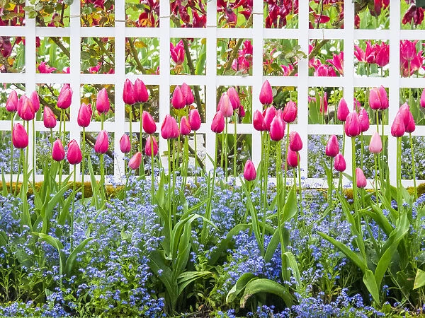 White fence with tulips and forget me nots