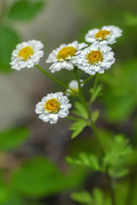 Framed Print : White Feverfew Framed Print : White Feverfew