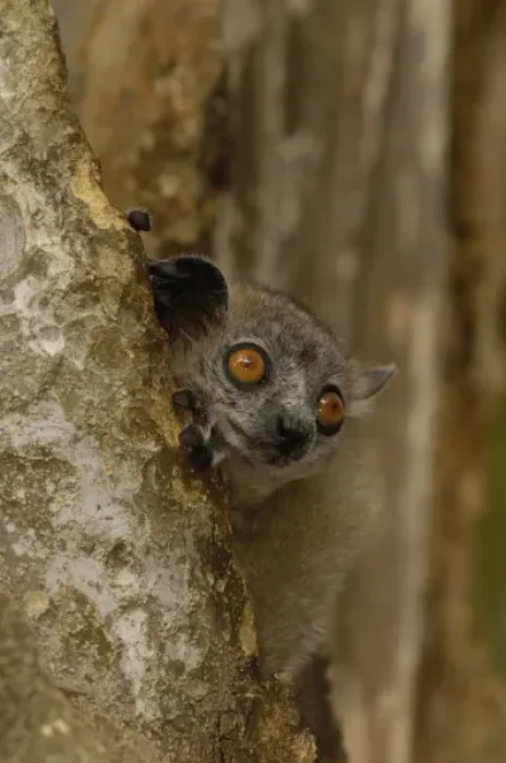 Framed Print : White-footed sportive lemur (Lepilemur leucopus) Berenty Reserve. Southern MADAGASCAR Framed Print : White-footed sportive lemur (Lepilemur leucopus) Berenty Reserve. Southern MADAGASCAR