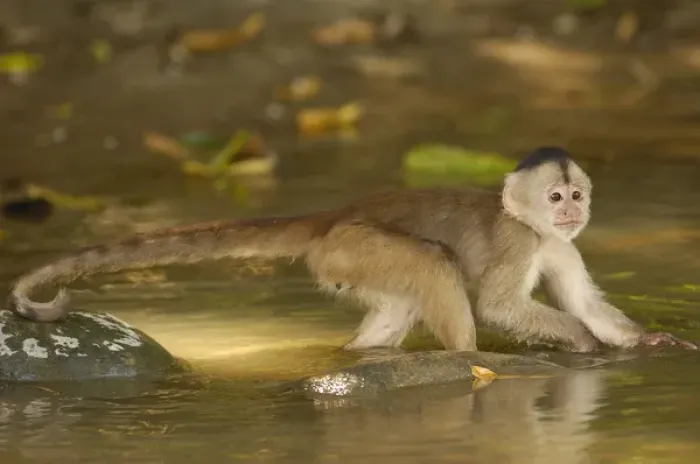 Framed Print : White-fronted capuchin monkey in river looking for food. (Cebus albifrons) WILD MONKEY Framed Print : White-fronted capuchin monkey in river looking for food. (Cebus albifrons) WILD MONKEY