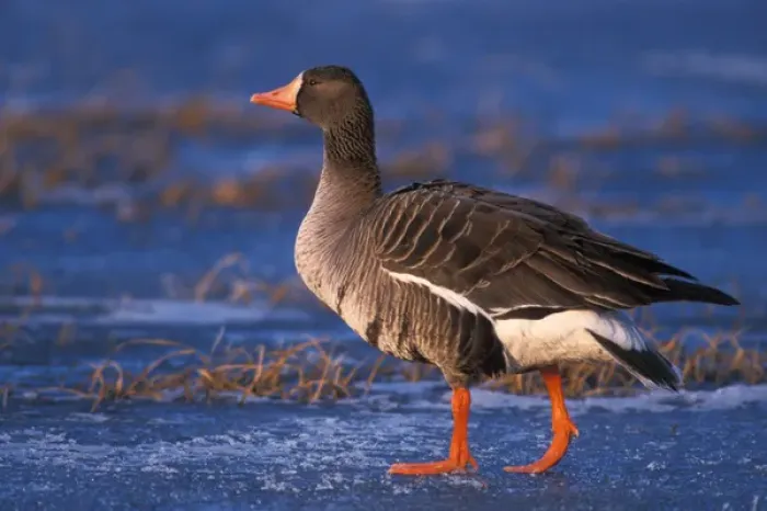 Framed Print : White-fronted goose, Anser albifrons, walking on the frozen 1002 coastal plain of Framed Print : White-fronted goose, Anser albifrons, walking on the frozen 1002 coastal plain of