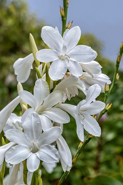 White Gladiolus