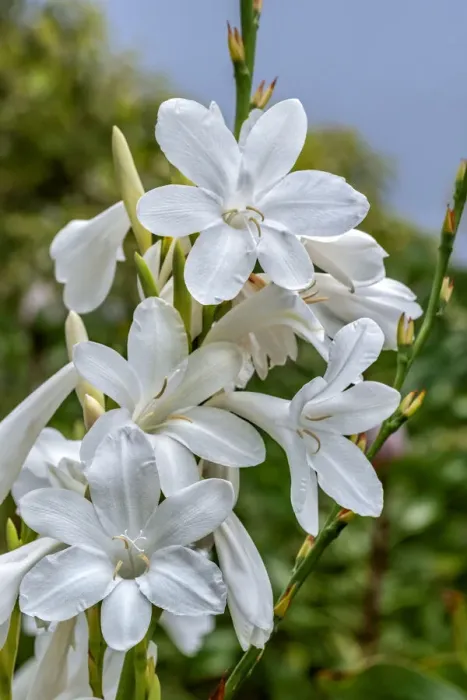 Framed Print : White Gladiolus Framed Print : White Gladiolus