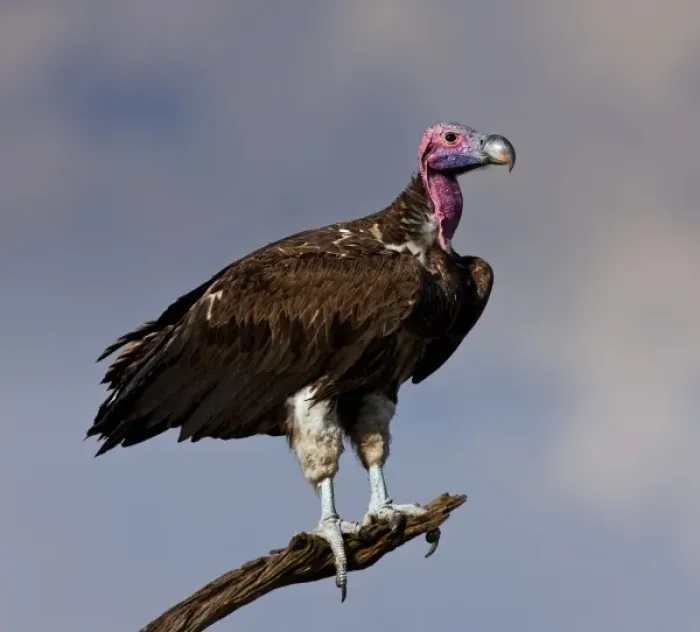 Framed Print : White-Headed Vulture as seen in the Masai Mara Framed Print : White-Headed Vulture as seen in the Masai Mara