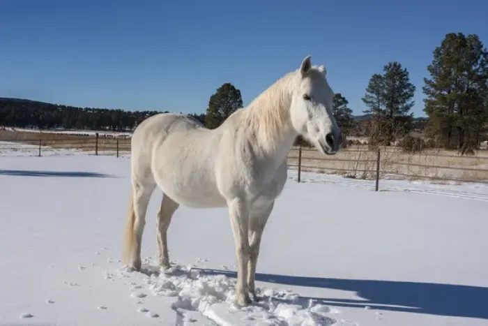 Framed Print : White Horse in snow Framed Print : White Horse in snow