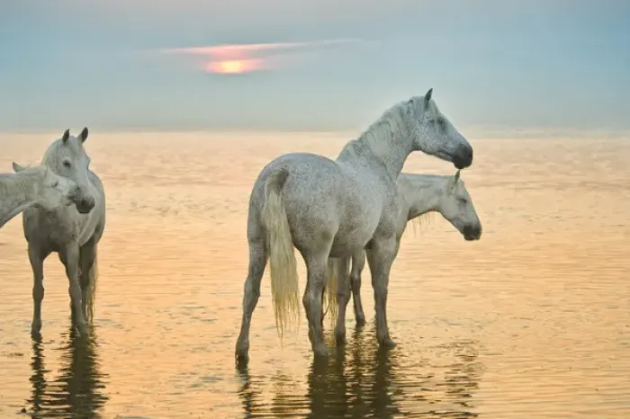 Framed Print : White horses of Camargue, France in water, playful Framed Print : White horses of Camargue, France in water, playful