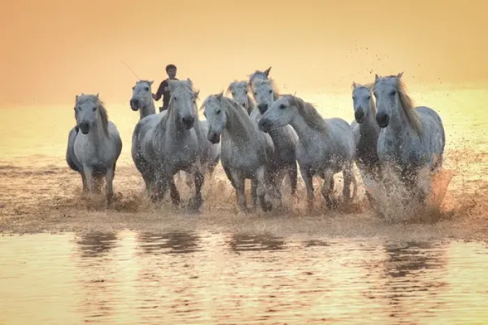 Framed Print : White horses of Camargue running in water at sunrise