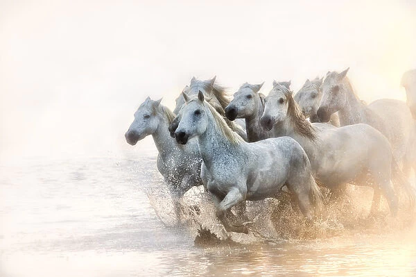white horses of camargue running in water at sunrise