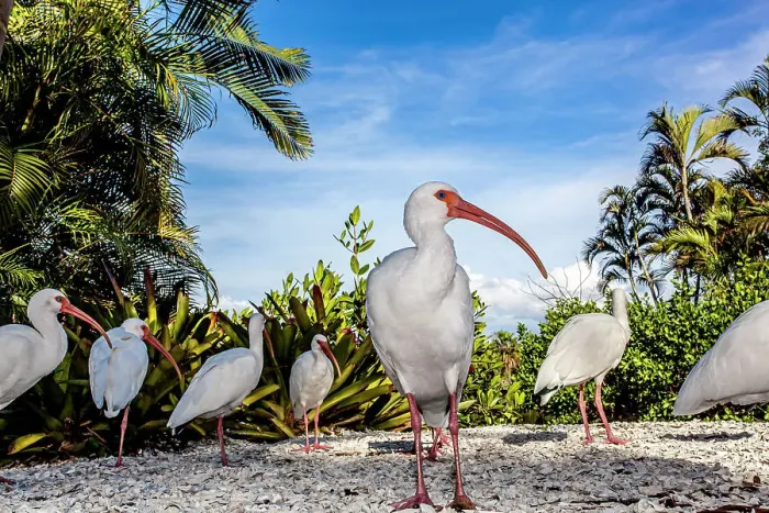 Framed Print : White ibis