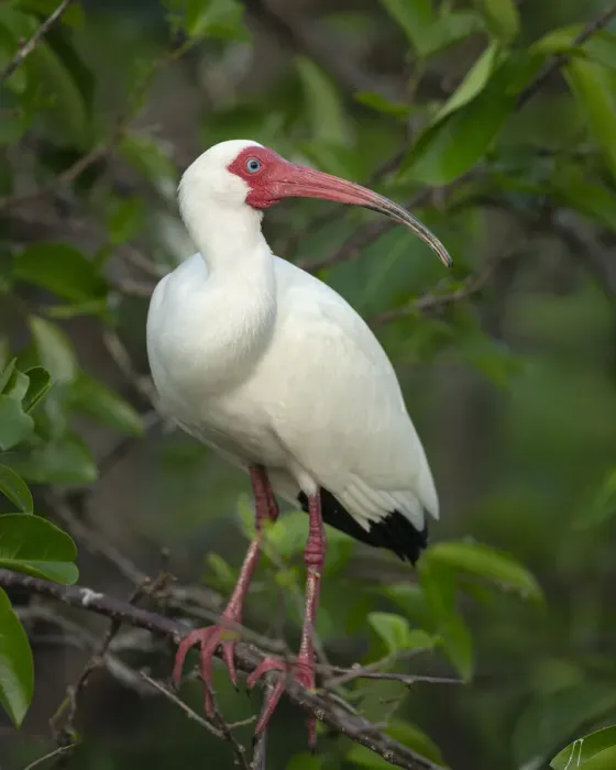 Framed Print : White Ibis in breeding colors, Eudocimus albus, Wakodahatchee Wetlands, Florida Rookery Framed Print : White Ibis in breeding colors, Eudocimus albus, Wakodahatchee Wetlands, Florida Rookery