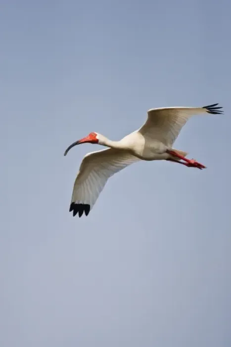 Framed Print : White Ibis (Eudocimus albus) adults landing in nest colony, Laguna Madre, Texas, USA Framed Print : White Ibis (Eudocimus albus) adults landing in nest colony, Laguna Madre, Texas, USA