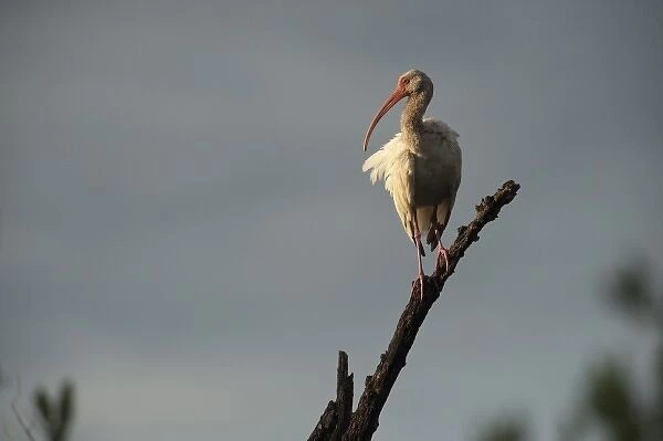 White Ibis (Eudocimus albus), Sian Ka an Biosphere Reserve, Quintana Roo, Yucatan Peninsula