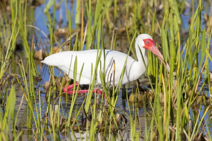 Framed Print : White Ibis (Eudocimus albus) Viera Wetlands, Brevard County, Florida Framed Print : White Ibis (Eudocimus albus) Viera Wetlands, Brevard County, Florida