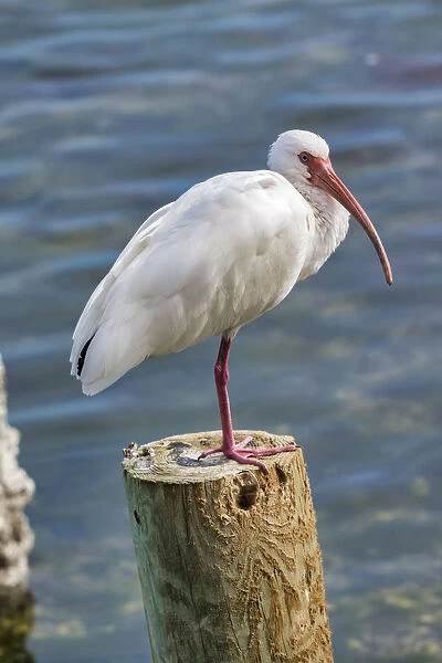 White Ibis perched on a wooden post, Oak Hill, Florida, USA