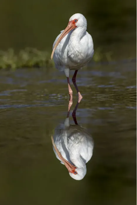 Framed Print : White Ibis and reflection, Myakka River State Park, Florida