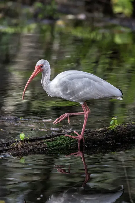 Framed Print : A white ibis searching for food in a south Florida swamp Framed Print : A white ibis searching for food in a south Florida swamp