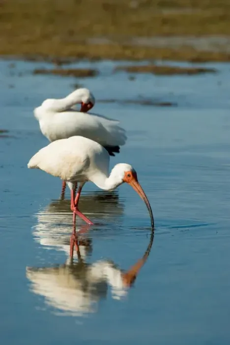 Framed Print : White Ibises (Eudocimus albus) Feeding at Estero Lagoon, Ft. Myers, Florida, US Framed Print : White Ibises (Eudocimus albus) Feeding at Estero Lagoon, Ft. Myers, Florida, US