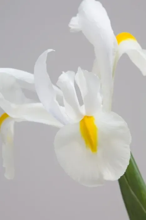 Framed Print : White iris