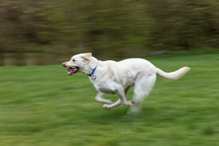 Framed Print : White labrador dog running across yard with green grass, Kentucky Framed Print : White labrador dog running across yard with green grass, Kentucky