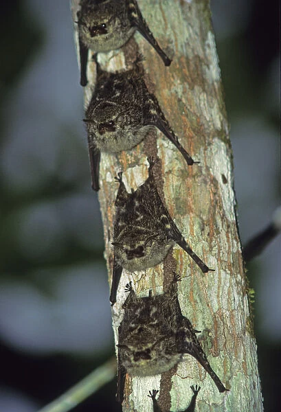 05. White-lined Sac Winged Bat, (Saccopteryx billineata)