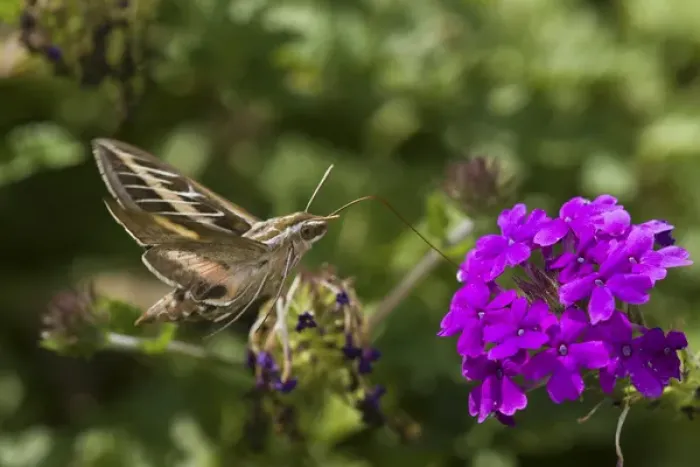 Framed Print : White-lined Sphinx moth (Hyles lineata) on Homestead Purple Verbena (Verbena canadensis Framed Print : White-lined Sphinx moth (Hyles lineata) on Homestead Purple Verbena (Verbena canadensis