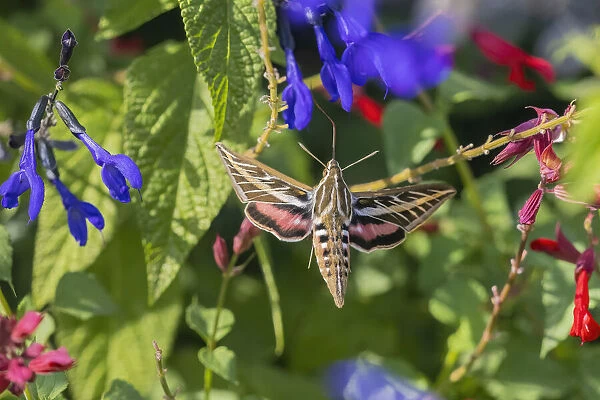 White-lined Sphinx on salvia
