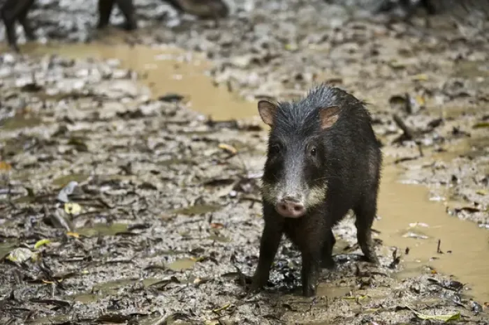 Framed Print : White-lipped Peccary (Tayassu pecari) at saltlick, Yasuni National Park, Amazon Rainforest, ECUADOR
