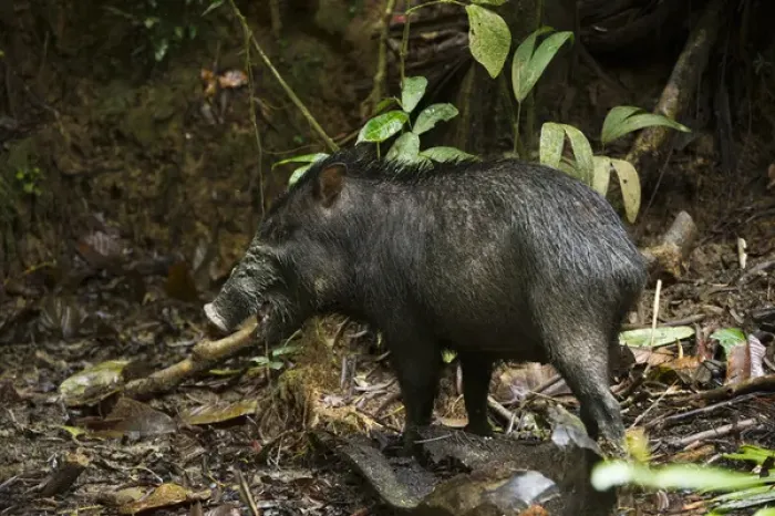 Framed Print : White-lipped Peccary (Tayassu pecari) at saltlick, Yasuni National Park, Amazon Rainforest, ECUADOR Framed Print : White-lipped Peccary (Tayassu pecari) at saltlick, Yasuni National Park, Amazon Rainforest, ECUADOR