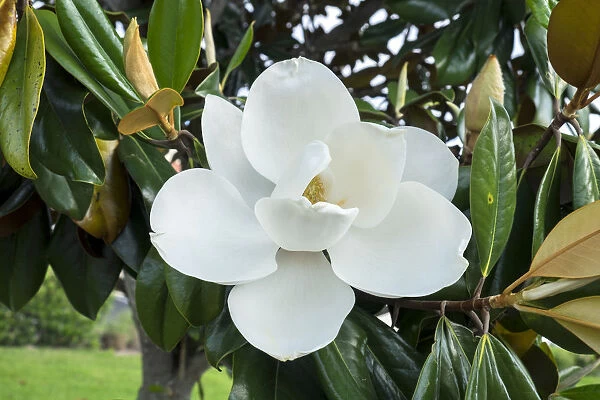 White Magnolia blossom, Florida, USA