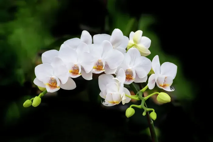 Framed Print : White moth orchid spray Framed Print : White moth orchid spray