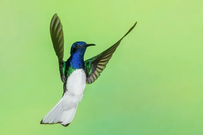 Framed Print : White-necked Jacobin flying, Northern Peru