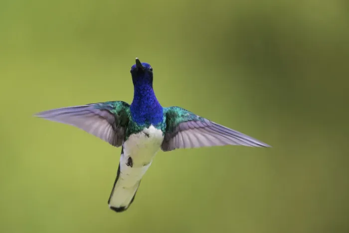 Framed Print : White-necked Jacobin hovering Framed Print : White-necked Jacobin hovering