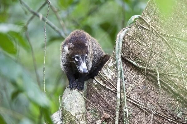 A White-nosed Coati (Nasua narica) sits atop a tree trunk to rest in midday heat