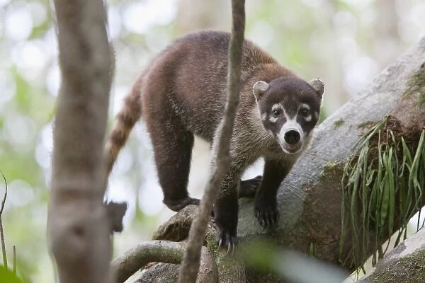 White-nosed Coati (Nasua narica) stands alert on a large tree branch in Corcovado National Park