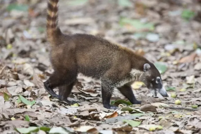Framed Print : A White-nosed Coati (Nasua narica) eats fallen fruit on the jungle floor of Corcovado National Park Framed Print : A White-nosed Coati (Nasua narica) eats fallen fruit on the jungle floor of Corcovado National Park