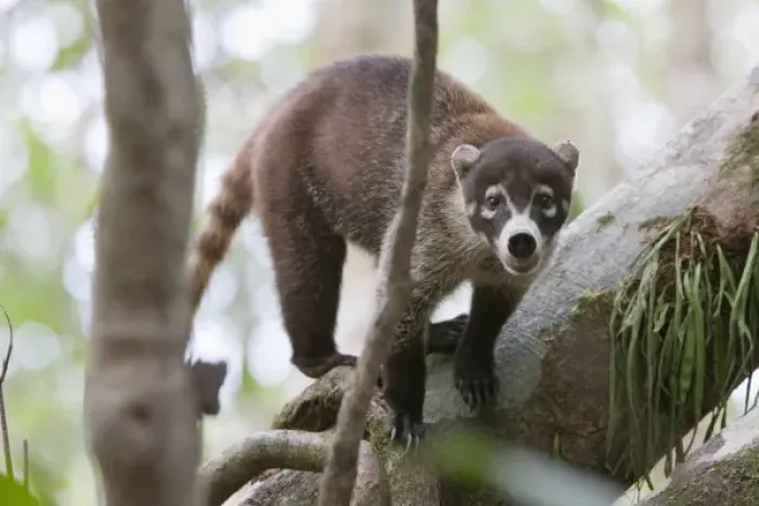 Framed Print : White-nosed Coati (Nasua narica) stands alert on a large tree branch in Corcovado National Park Framed Print : White-nosed Coati (Nasua narica) stands alert on a large tree branch in Corcovado National Park